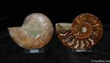 Exquisite Polished Cleoniceras Ammonite Pair #381-2